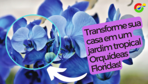 Transforme sua casa em um jardim tropical com as dicas infalíveis para Cuidar das suas orquídeas!