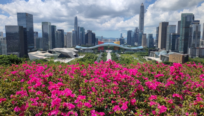 Shenzhen é uma cidade moderna e vibrante localizada na província de Guangdong, no sul da China, bem próxima à fronteira com Hong Kong. Ela passou por uma transformação impressionante desde a década de 1980, quando foi designada como uma das primeiras Zonas Econômicas Especiais da China, incentivando investimentos estrangeiros e impulsionando o crescimento econômico. Hoje, Shenzhen é conhecida por sua arquitetura futurista, arranha-céus e um ecossistema de tecnologia robusto, sendo a sede de empresas gigantes como Huawei, Tencent e DJI, além de ser o maior centro de fabricação de eletrônicos do país.

A cidade é um importante centro de inovação e design, atraindo talentos de todo o mundo. Shenzhen tem também um lado cultural e artístico, com atrações como o Dafen Oil Painting Village, um distrito onde artistas produzem réplicas e obras de arte originais; o OCT Loft, um espaço de arte contemporânea; e o Museu de Shenzhen, que conta a história da cidade. Para os visitantes que buscam lazer e contato com a natureza, Shenzhen oferece parques como o parque Lianhuashan e a bela praia de Dameisha, além de diversas montanhas e trilhas para caminhadas.

A cultura urbana vibrante e a atmosfera cosmopolita fazem de Shenzhen um destino fascinante para quem deseja explorar o lado mais moderno e inovador da China.