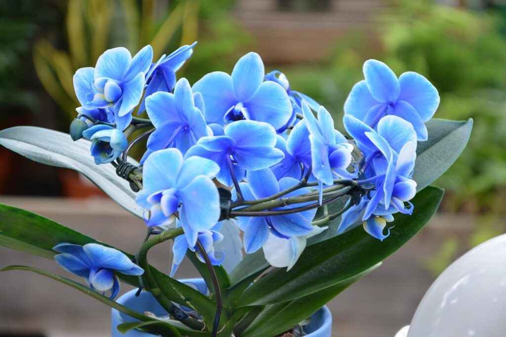 Orquídeas são joias botânicas que transformam qualquer ambiente com sua elegância natural e diversidade de cores e formas. De aparência exótica, mas surpreendentemente adaptáveis, essas flores cativam desde colecionadores apaixonados até quem está dando os primeiros passos no mundo da jardinagem. Elas simbolizam delicadeza, sofisticação e equilíbrio — e quando cultivadas com os cuidados certos, retribuem com florações espetaculares.
Se você quer não apenas admirar, mas cultivar orquídeas com sucesso, o segredo está em entender suas necessidades e nutrir cada detalhe do seu desenvolvimento. É justamente nesse ponto que nosso produto faz toda a diferença: desenvolvido especialmente para atender às exigências dessas flores, ele é o aliado ideal para transformar curiosidade em resultado — e plantas comuns em verdadeiras obras de arte vivas.
