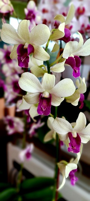 Orquídeas são joias botânicas que transformam qualquer ambiente com sua elegância natural e diversidade de cores e formas. De aparência exótica, mas surpreendentemente adaptáveis, essas flores cativam desde colecionadores apaixonados até quem está dando os primeiros passos no mundo da jardinagem. Elas simbolizam delicadeza, sofisticação e equilíbrio — e quando cultivadas com os cuidados certos, retribuem com florações espetaculares.
Se você quer não apenas admirar, mas cultivar orquídeas com sucesso, o segredo está em entender suas necessidades e nutrir cada detalhe do seu desenvolvimento. É justamente nesse ponto que nosso produto faz toda a diferença: desenvolvido especialmente para atender às exigências dessas flores, ele é o aliado ideal para transformar curiosidade em resultado — e plantas comuns em verdadeiras obras de arte vivas.
