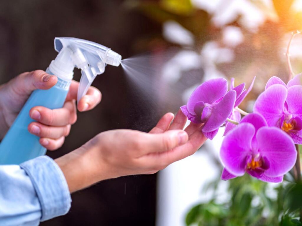 Regar orquídeas é mais do que cuidar de flores — é cultivar paciência, beleza e conexão com o tempo.
Essas plantas encantadoras não exigem pressa, mas presença. Ao oferecer a quantidade certa de água, você aprende a observar, respeitar o ritmo da natureza e celebrar cada pequena conquista: uma nova raiz, um botão que surge, a flor que desabrocha.
💧 É um ritual silencioso de autocuidado. Regar orquídeas ensina que carinho constante, mesmo em doses pequenas, gera resultados extraordinários. E não se trata apenas da planta florescer — você floresce junto.
🌿 Para quem vive em meio à correria, as orquídeas são lembretes sutis de que o tempo não precisa ser vencido, apenas vivido. Que tal incluir esse gesto simples e transformador na sua rotina?
Se quiser, posso te ajudar a criar um guia de cuidados, ou até montar um texto para redes sociais com esse tema!