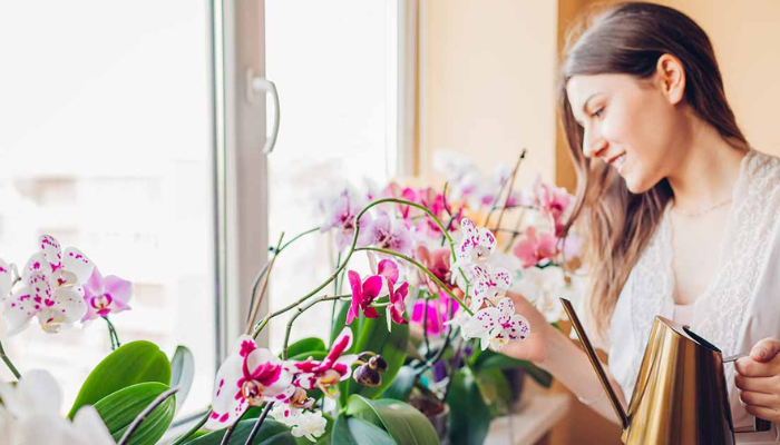 Regar orquídeas é mais do que cuidar de flores — é cultivar paciência, beleza e conexão com o tempo.
Essas plantas encantadoras não exigem pressa, mas presença. Ao oferecer a quantidade certa de água, você aprende a observar, respeitar o ritmo da natureza e celebrar cada pequena conquista: uma nova raiz, um botão que surge, a flor que desabrocha.
💧 É um ritual silencioso de autocuidado. Regar orquídeas ensina que carinho constante, mesmo em doses pequenas, gera resultados extraordinários. E não se trata apenas da planta florescer — você floresce junto.
🌿 Para quem vive em meio à correria, as orquídeas são lembretes sutis de que o tempo não precisa ser vencido, apenas vivido. Que tal incluir esse gesto simples e transformador na sua rotina?
Se quiser, posso te ajudar a criar um guia de cuidados, ou até montar um texto para redes sociais com esse tema!