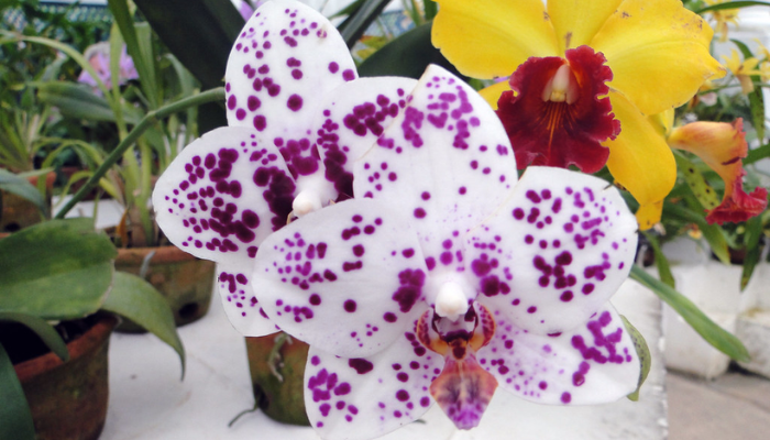 Orquídeas devem ser colocadas em locais bem iluminados, mas sem exposição direta ao sol forte, principalmente nas horas mais quentes do dia. O ambiente ideal é aquele que oferece luz filtrada, como perto de janelas com cortinas leves ou sob árvores que ofereçam sombra parcial. Também é importante garantir boa ventilação, sem correntes de ar excessivas. Ambientes internos, como varandas, sacadas ou mesmo dentro de casa perto de uma janela, são ótimas opções, desde que haja umidade adequada e temperatura amena. Evite locais abafados ou secos demais, pois isso pode comprometer o desenvolvimento saudável da planta.