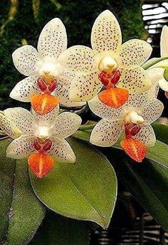 Orquídeas devem ser colocadas em locais bem iluminados, mas sem exposição direta ao sol forte, principalmente nas horas mais quentes do dia. O ambiente ideal é aquele que oferece luz filtrada, como perto de janelas com cortinas leves ou sob árvores que ofereçam sombra parcial. Também é importante garantir boa ventilação, sem correntes de ar excessivas. Ambientes internos, como varandas, sacadas ou mesmo dentro de casa perto de uma janela, são ótimas opções, desde que haja umidade adequada e temperatura amena. Evite locais abafados ou secos demais, pois isso pode comprometer o desenvolvimento saudável da planta.