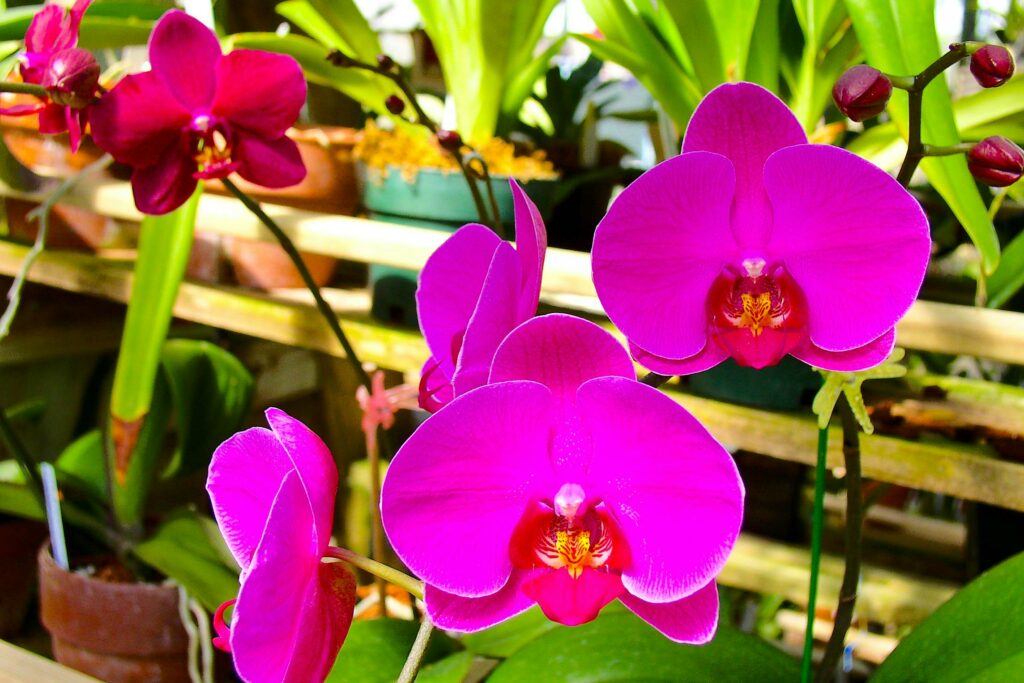 Orquídeas devem ser colocadas em locais bem iluminados, mas sem exposição direta ao sol forte, principalmente nas horas mais quentes do dia. O ambiente ideal é aquele que oferece luz filtrada, como perto de janelas com cortinas leves ou sob árvores que ofereçam sombra parcial. Também é importante garantir boa ventilação, sem correntes de ar excessivas. Ambientes internos, como varandas, sacadas ou mesmo dentro de casa perto de uma janela, são ótimas opções, desde que haja umidade adequada e temperatura amena. Evite locais abafados ou secos demais, pois isso pode comprometer o desenvolvimento saudável da planta.